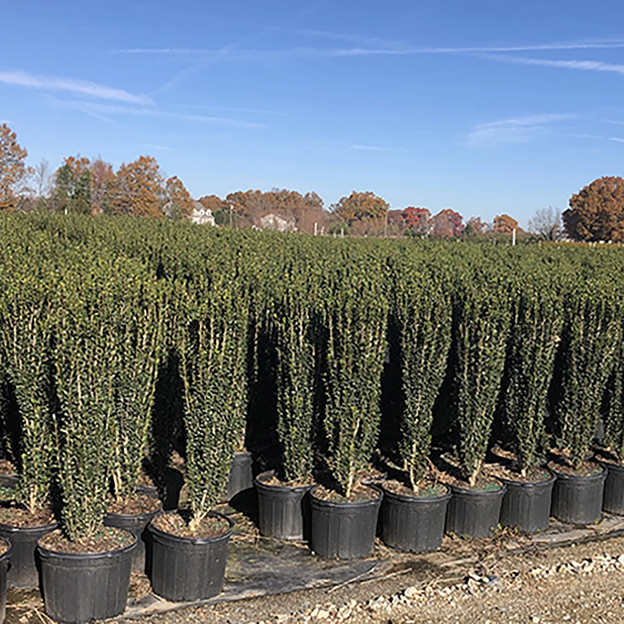 Holly Sky Pencil Live Shrub