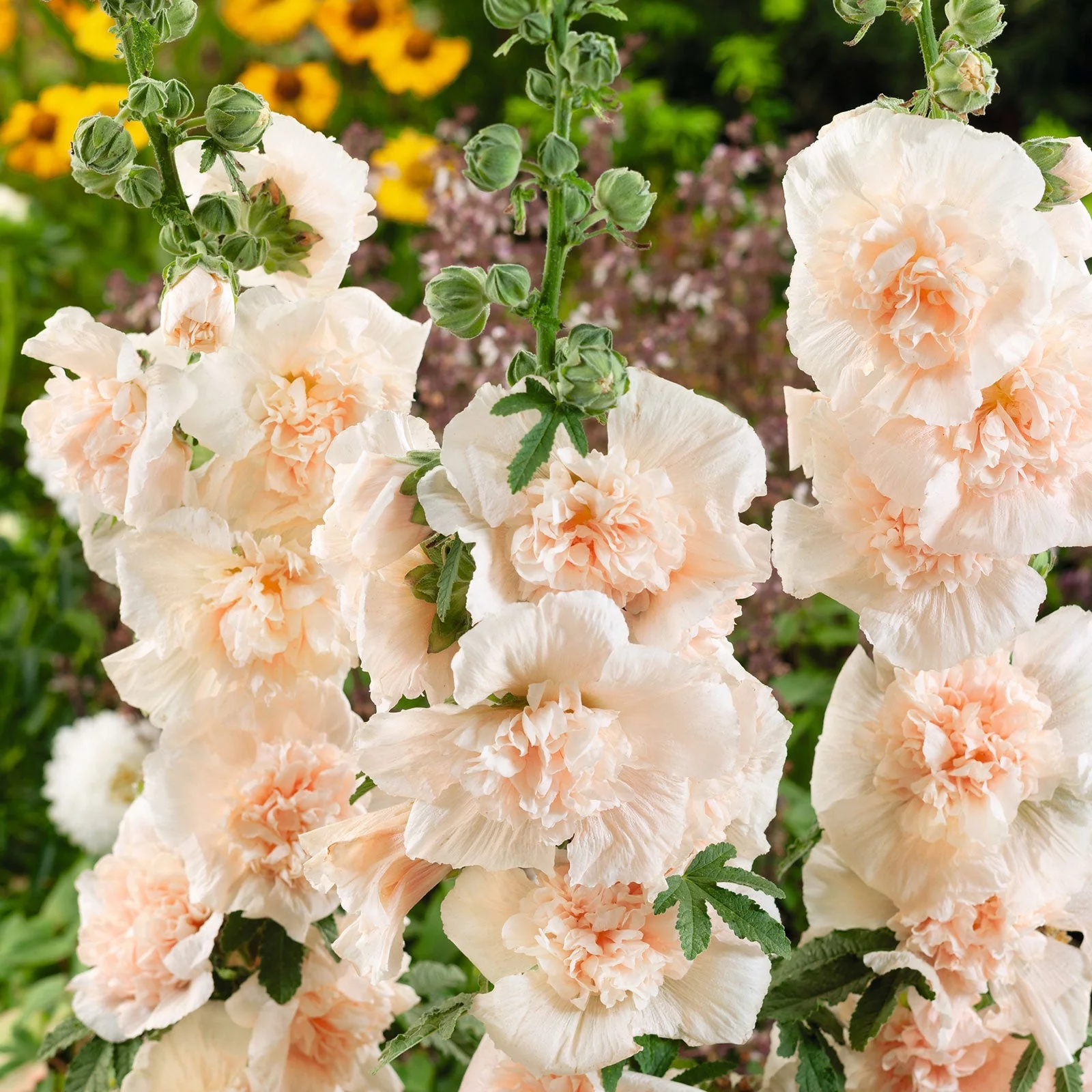 Hollyhock Seeds - Majorette Double Champagne - 1 Ounce - Pink Flower Seeds,  Heirloom Seed  Attracts Bees, Attracts Butterflies, Attracts Hummingbirds, Attracts Pollinators, Easy to Grow & Maintain