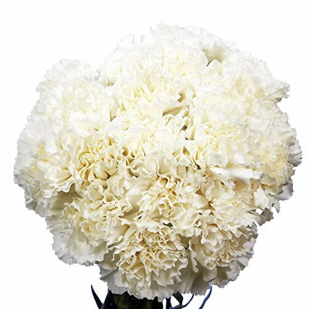 GlobalRose 200 Carnations Yellow