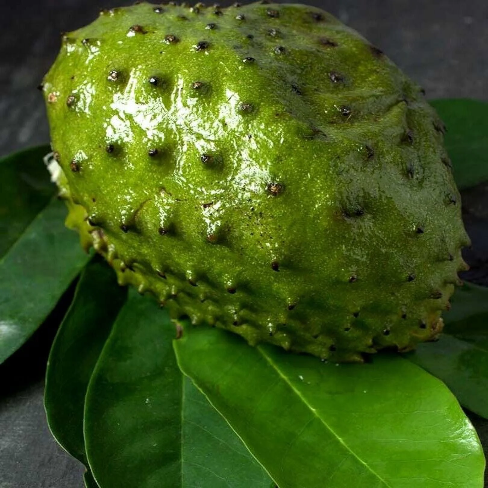 SOURSOP FRUIT TREE SEEDS Annona muricata Graviola Tropical RARE Brazilian Pawpaw, 10 SEEDS