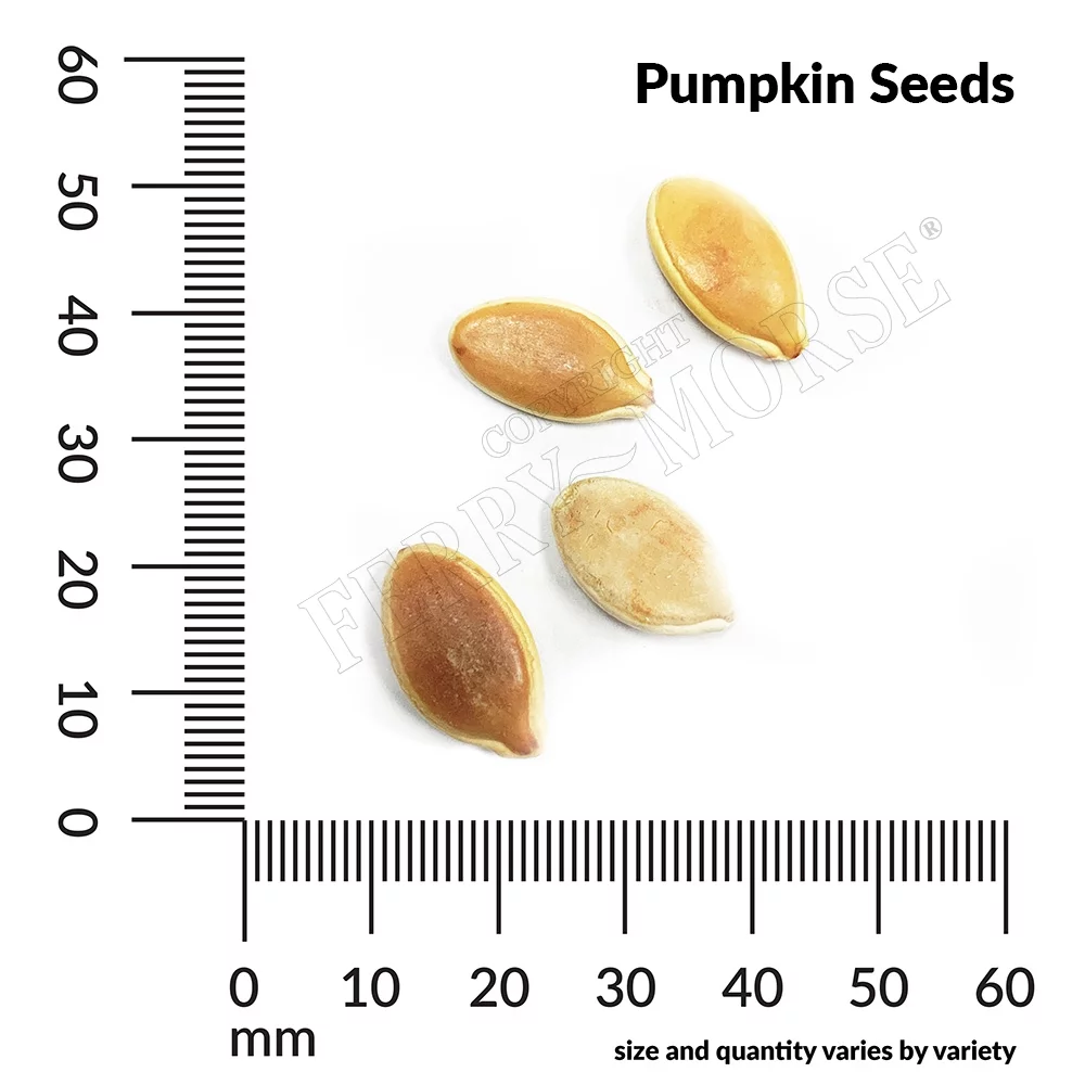 Ferry-Morse 1800MG Pumpkin Atlantic Giant Vegetable Plant Seeds Full Sun