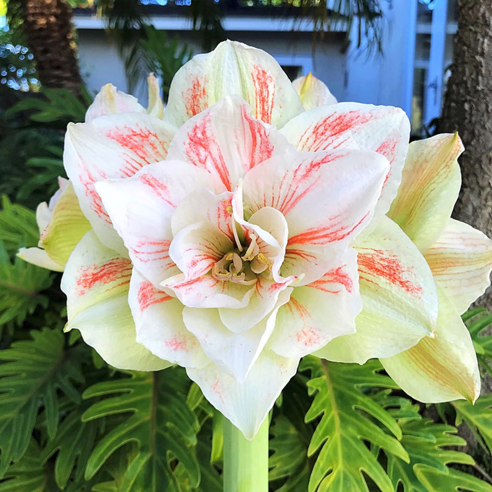 Amaryllis Bulbs, Amarillos,Iridescent, Amaryllis Pots,Amaryllis Plants,Amaryllis Belladonna Bulbs, Amaryllis Plant Live, Amaryllis Plant, Amaryllis Amaryllis Plant, Amaryllis Bulbs For Planting,
