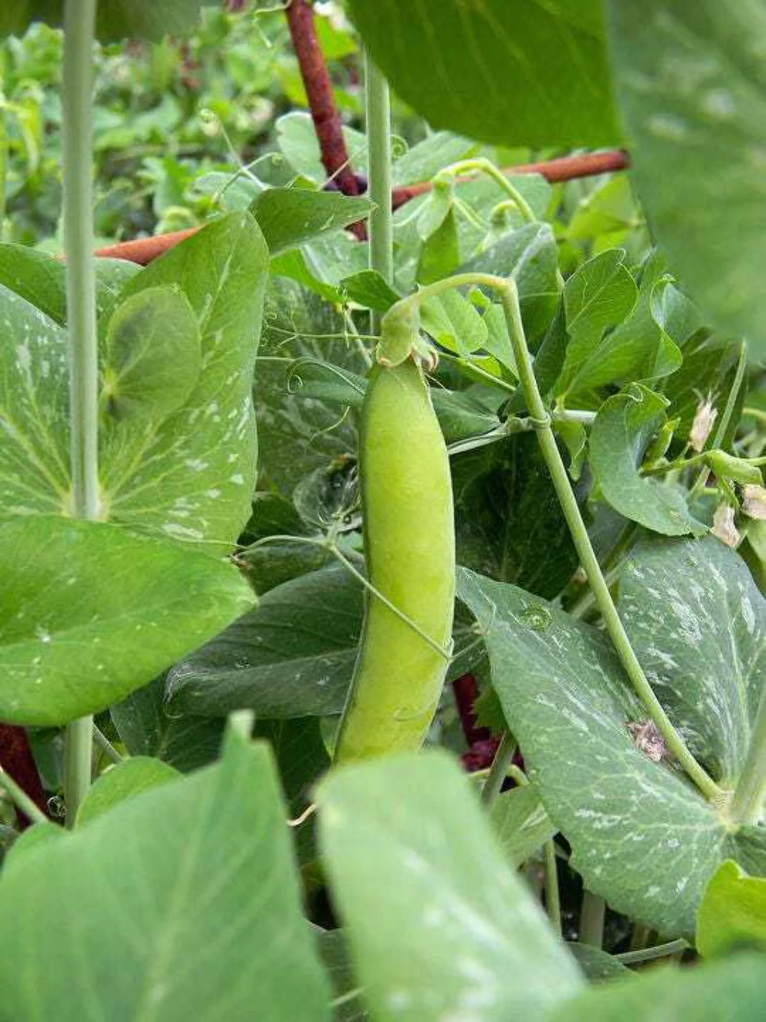 50 Super SUGAR SNAP PEA Pisum Sativum Macrocarpon Vegetable Seeds