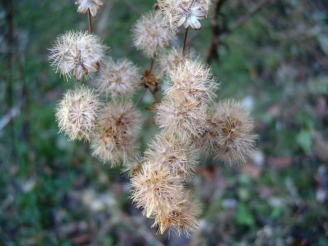100 Ironweed Seeds for Planting Vernonia gigantea
