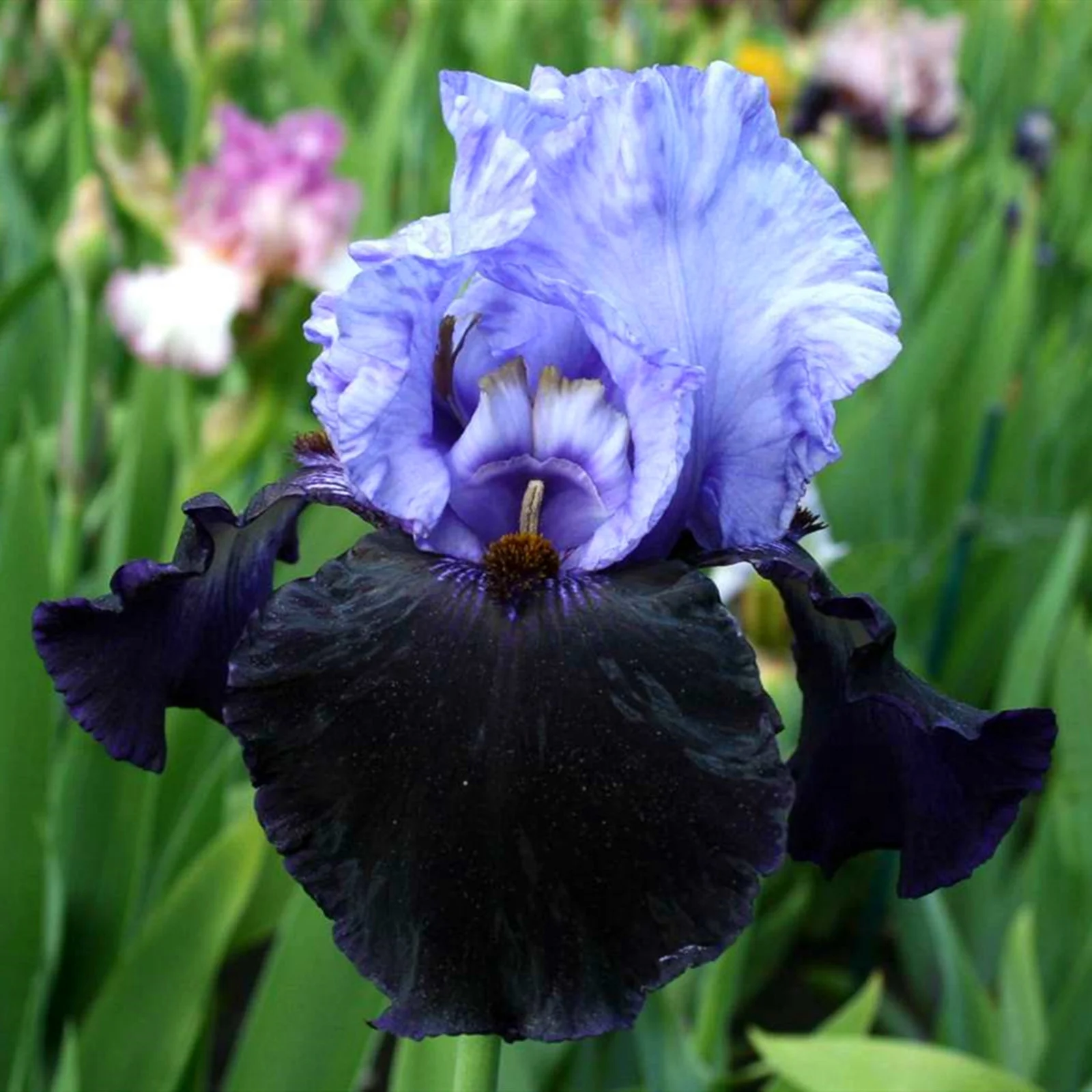 Iris Bulbs, Cold And Drought Tolerant, Gardeners Can Plant Easily,Iris Bulbs For Planting, Iris Plants Bulbs,Iris Tubers, Iris Bulbs Perennial Reblooming Bearded,Beautify Environment,Iris Rhizomes,