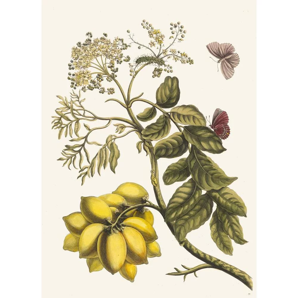 Maria Sibylla Merian 14x18 Gold Ornate Wood Frame and Double Matted Museum Art Print Titled - America Plum (1705)