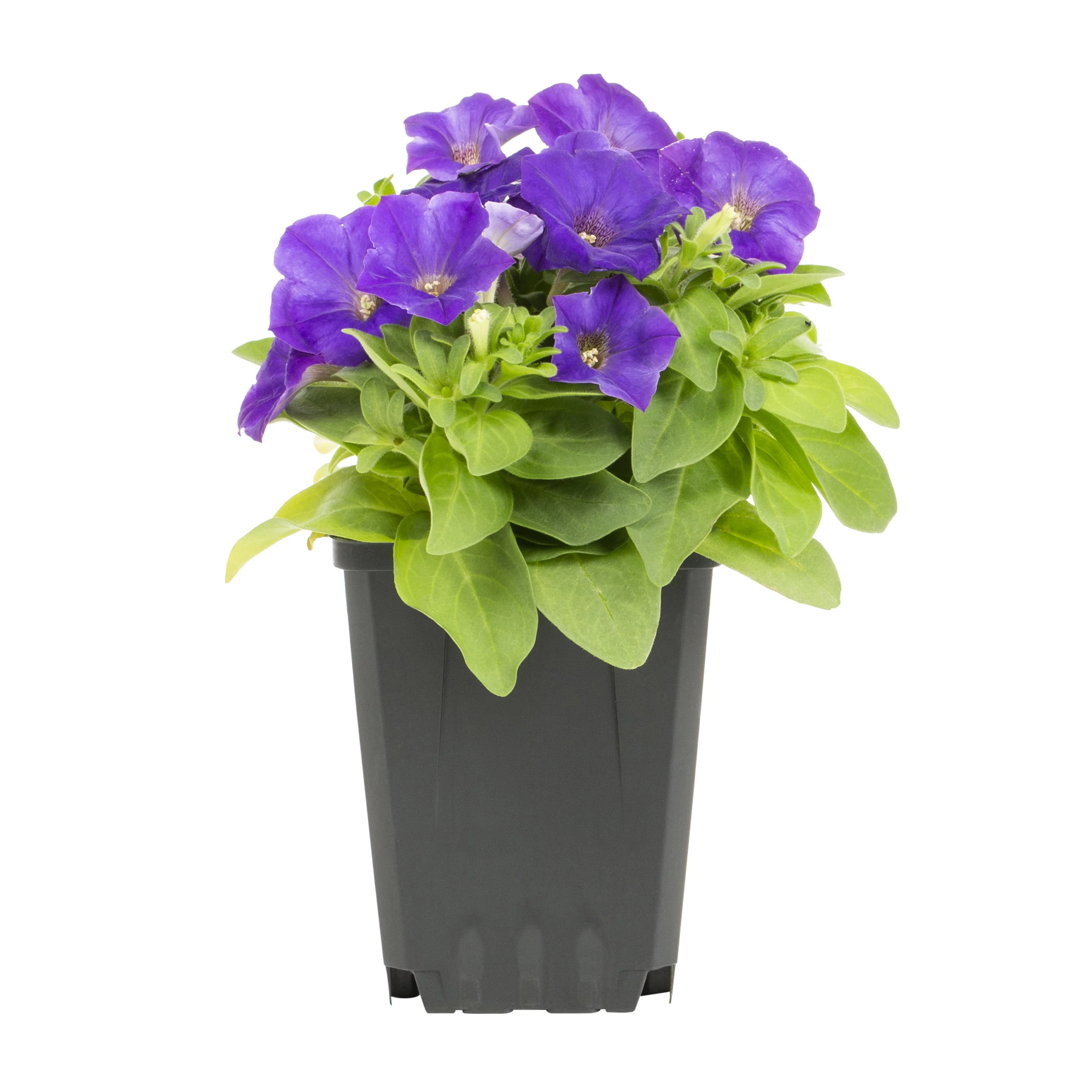 Expert Gardener PT Multicolor Petunia Live Plant Grower Pot Sun