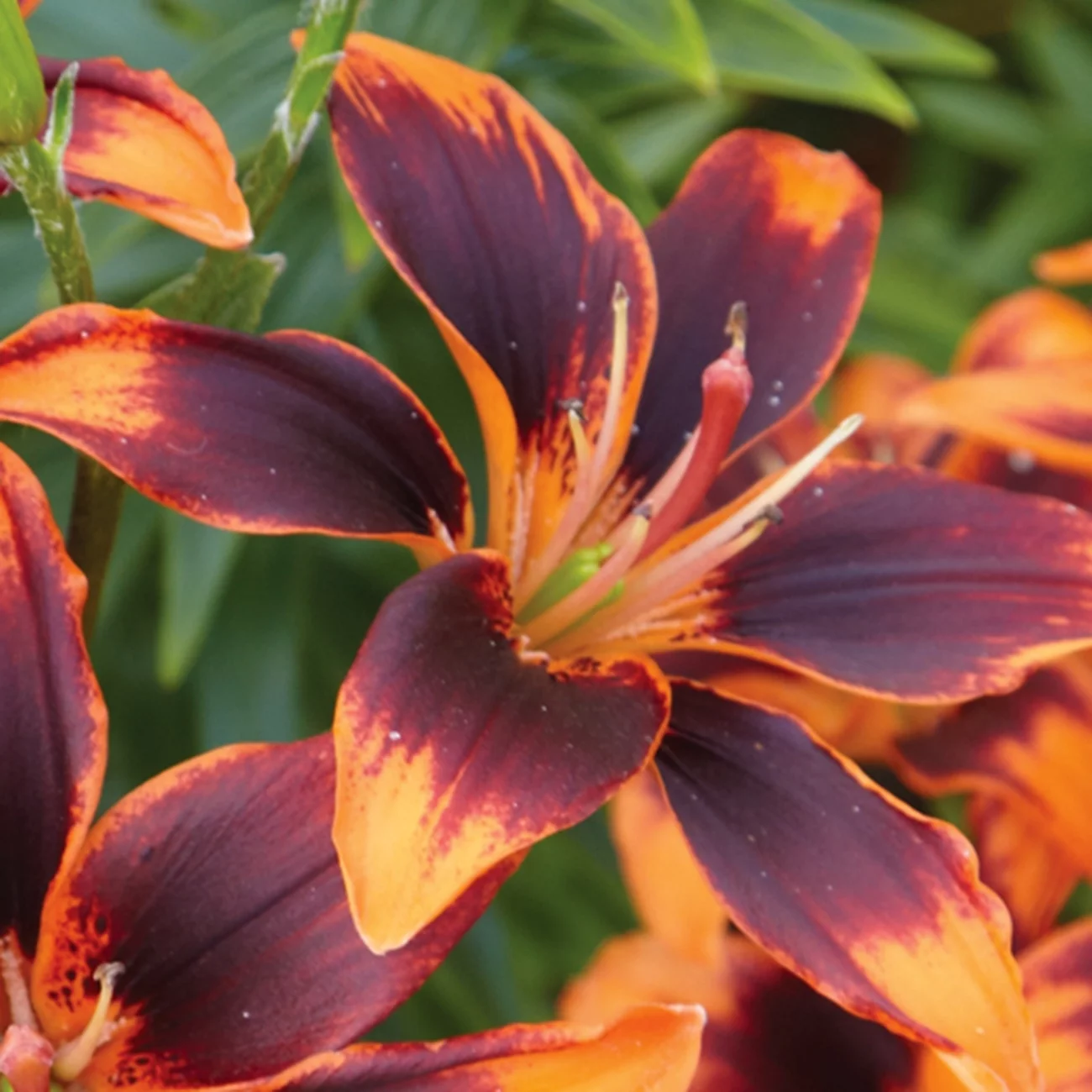 Van Zyverden Lily Forever Susan Dormant Bulb Partial Sun; 3-6hrs Multi-Color