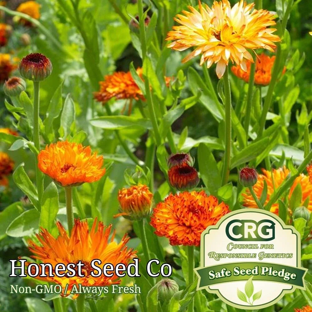 250+ Pacific Beauty Calendula Flower Mix | Fresh Heirloom Flower Seeds USA