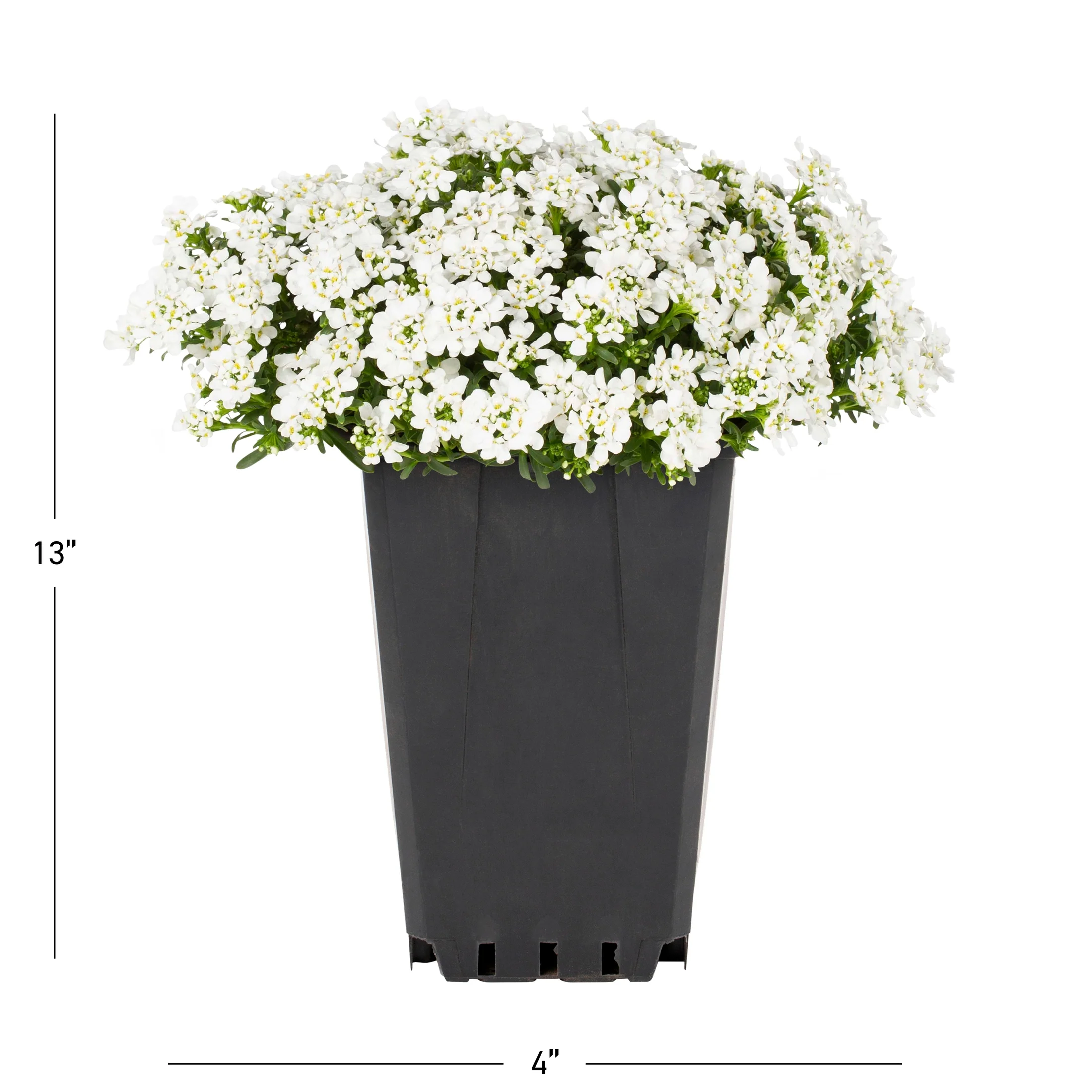 Expert Gardener QT White Iberis Live Plants with Grower Pot