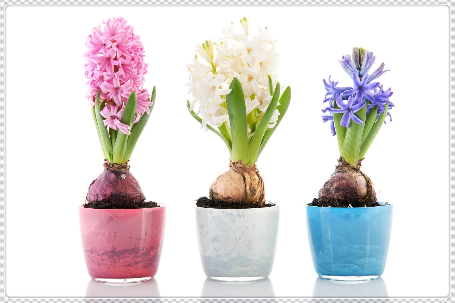 Hyacinth Bulbs, Fragrant Flowers, Cut Flowers，Fragrant,Hyacinth Bulbs For Planting,Hyacinth,Hyacinth Bulbs For Sale
