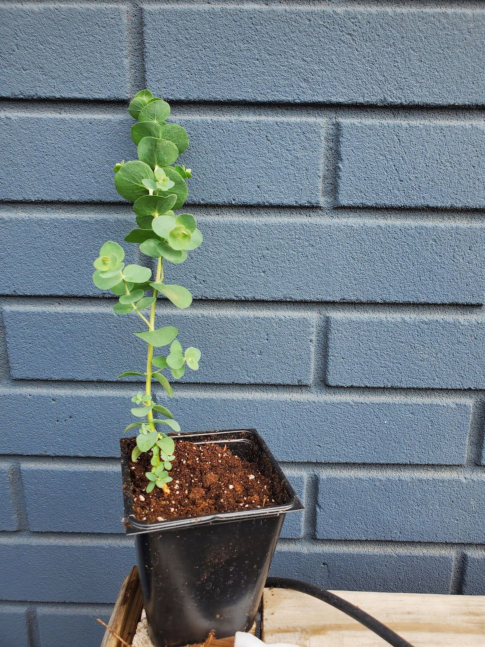 Silver Dollar Eucalyptus pulverulenta Seeds Premium Seed Packet