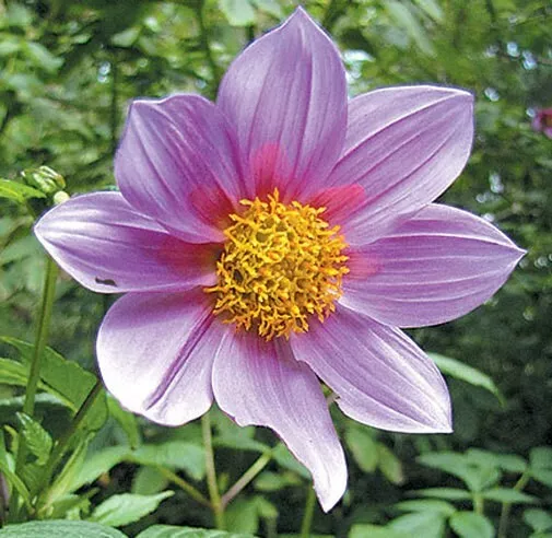 Dahlia imperialis | Giant | 5_Seeds