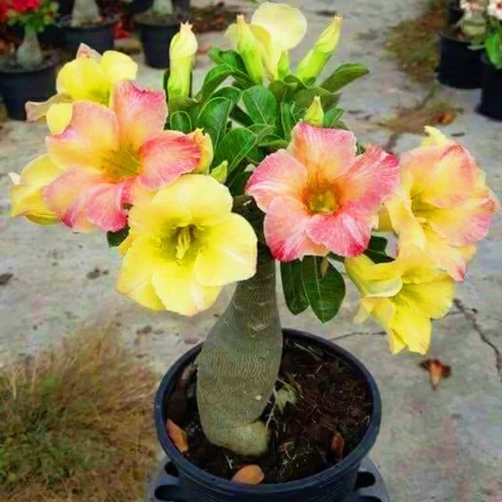 Adenium Desert Rose Bulbs Desert Rose Plant Live Large Desert Rose Bulbs Bulk Desert Rose Bulbs For Sale Garden Flowers Bonsai Plant