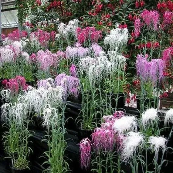 Dianthus Superbus Spooky Mix | Superb Pink | 200_Seeds