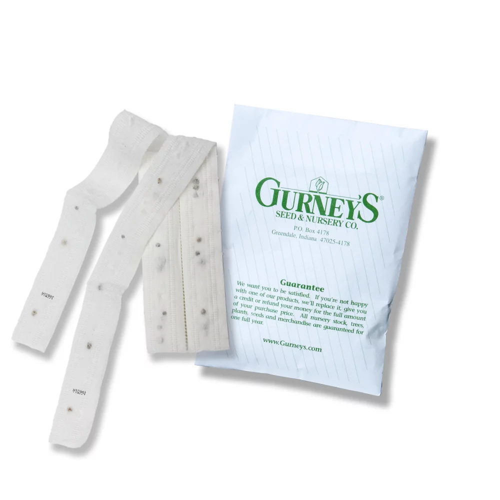 Amelie Hybrid Turnip Seed Tapes, 2 tapes measuring 7.50 feet long each