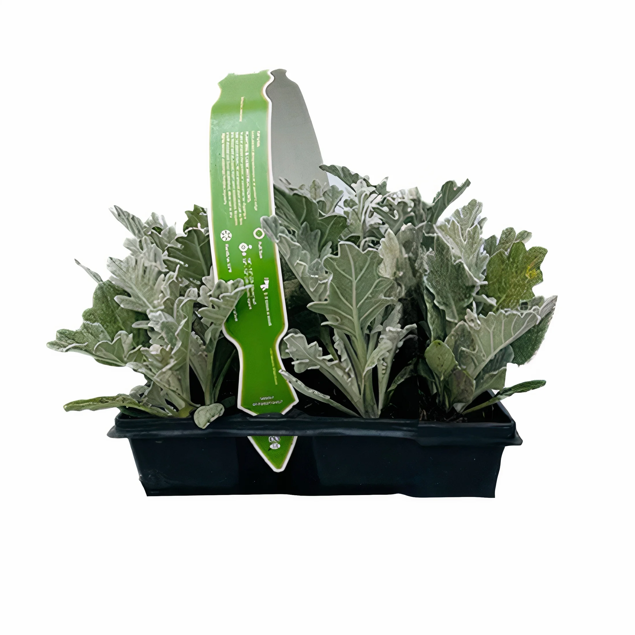 Expert Gardener Live Plant 6PK Dusty Miller Grower Pot Full Sun or Partial Shade