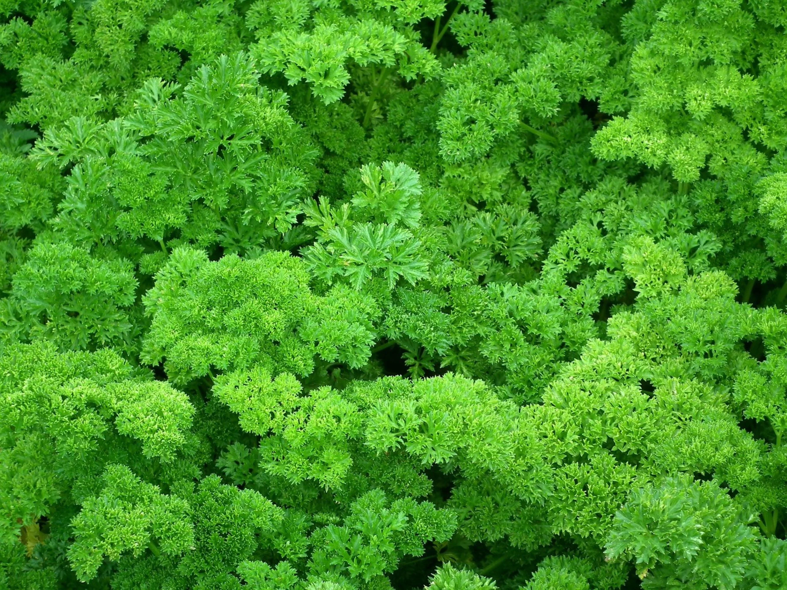 Italian Giant Parsley Seeds/ Biennial/ Full Sun/ 10K Seeds 1 oz/ Zellajake Farm and Garden - B57