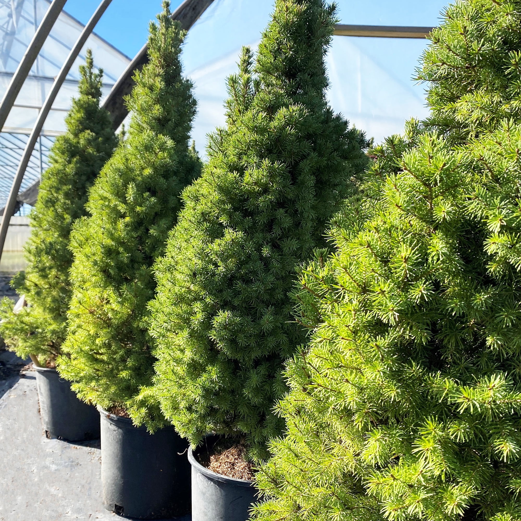 Baucom's Alberta Spruce Live Shrub