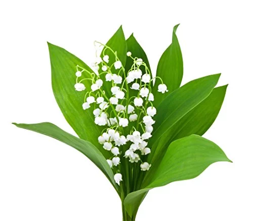 Special Sale - 10 Very Large, Plump Lily of The Valley Plant Pips Bare Root Fresh from Holland - Eager to Bloom in May!