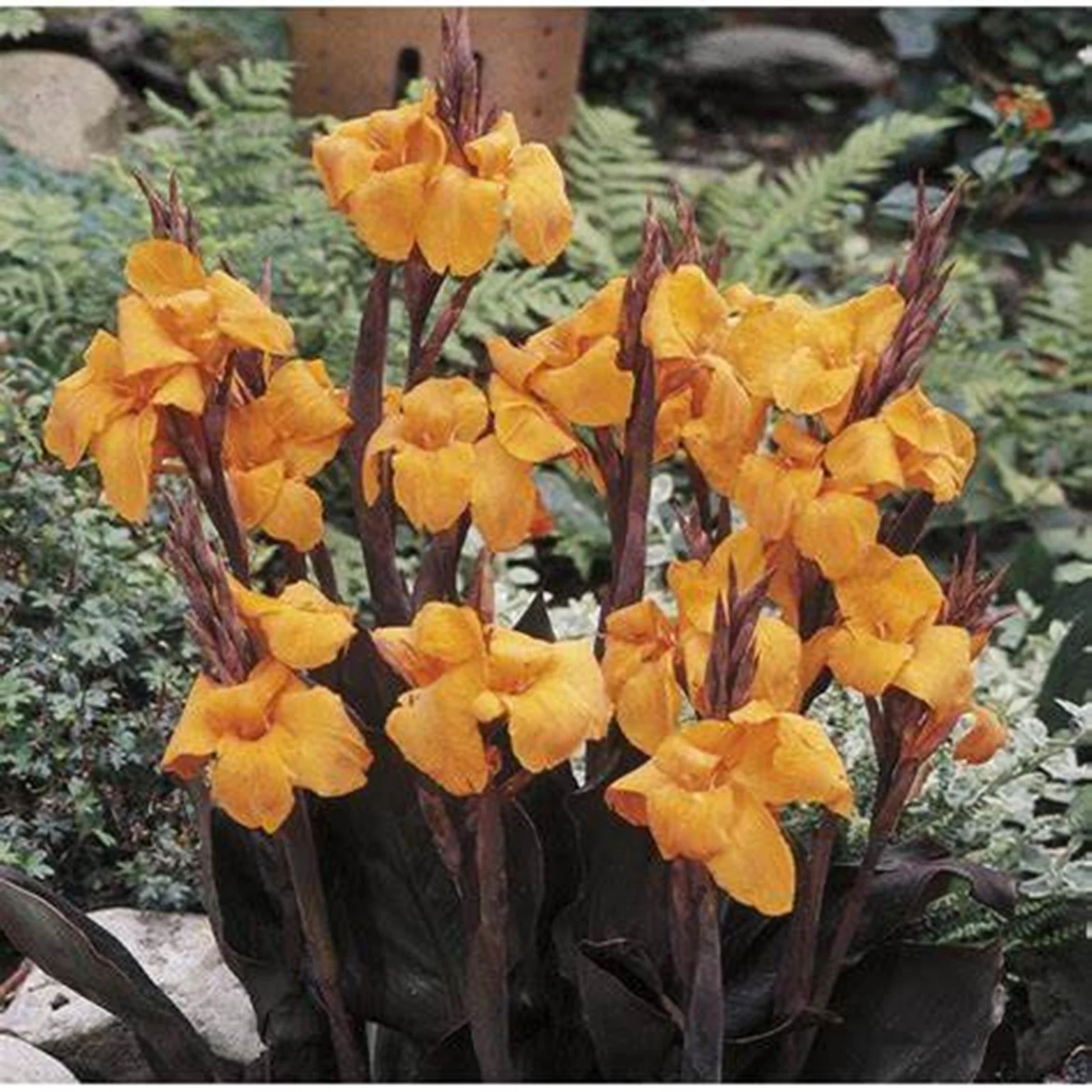 Canna Bulbs, Grows Vigorously, Easy For Gardeners To Plant, Canna Lily Bulbs. Herbaceous Perennial With Bright Flowers, Canna Lily Bulbs For Planting, Large Leaves Used In Gardens And Home Gardens.