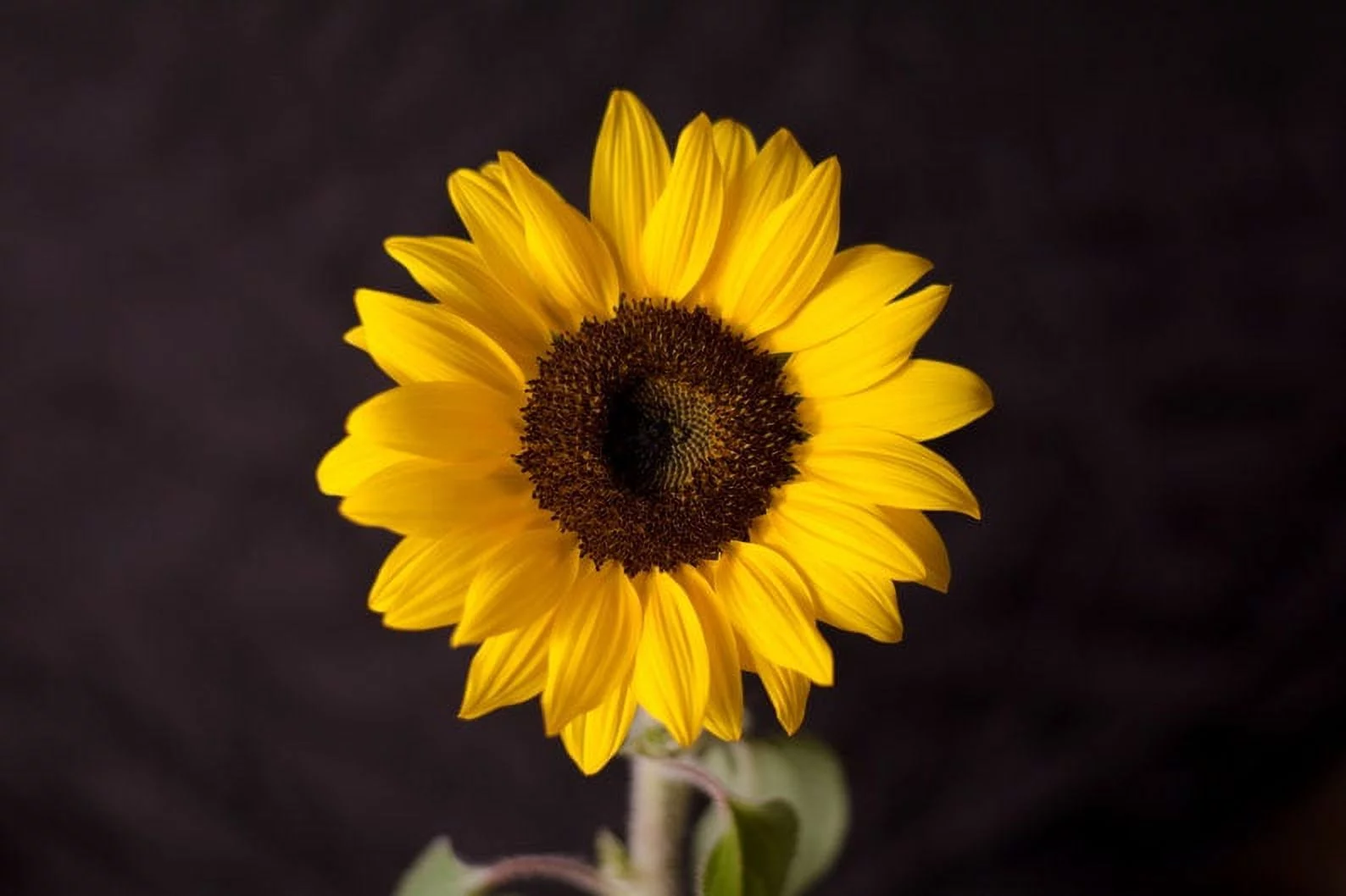 Procut Brilliance Sunflower Autumn Cut Flowers Premium Seed Packet