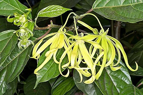 Cananga odorata | Ylang Ylang | 20_Seeds