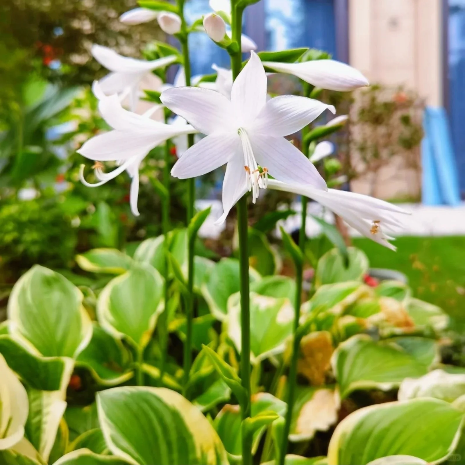 Hosta Bulbs For Planting,Hosta Plants Bulbs Perennial,Hosta Plants Outdoor,Hosta Bulbs In Pots,Beautify Environment,Hosta Plants For Sale.