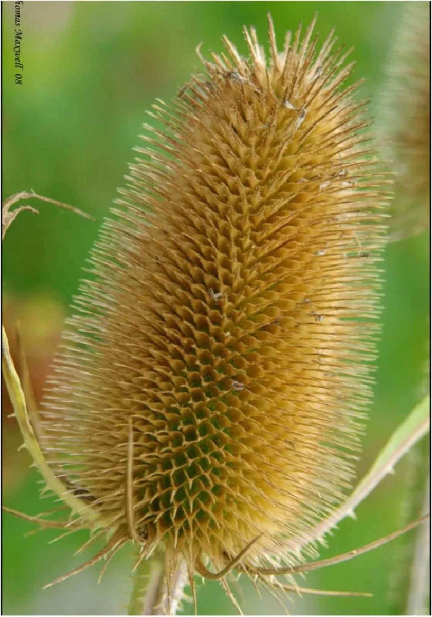 75 FULLERS TEASEL Indian Teasel Dipsacus Sativus White Flower Herb Seeds