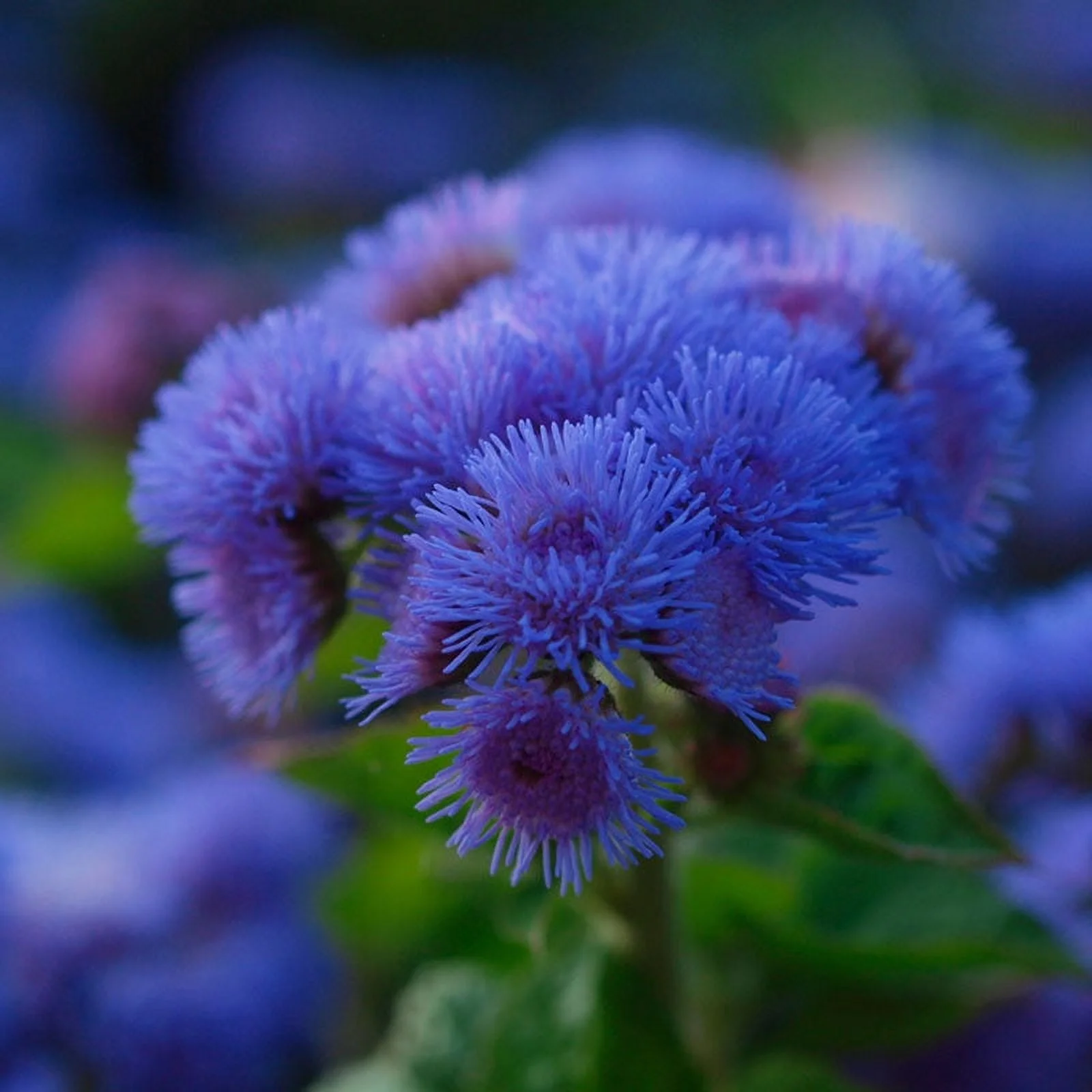 Ageratum Seeds - Dondo Blue - 1 Ounce - Blue Flower Seeds,  Heirloom Seed  Attracts Bees, Attracts Butterflies, Attracts Pollinators, Fragrant, Container Garden