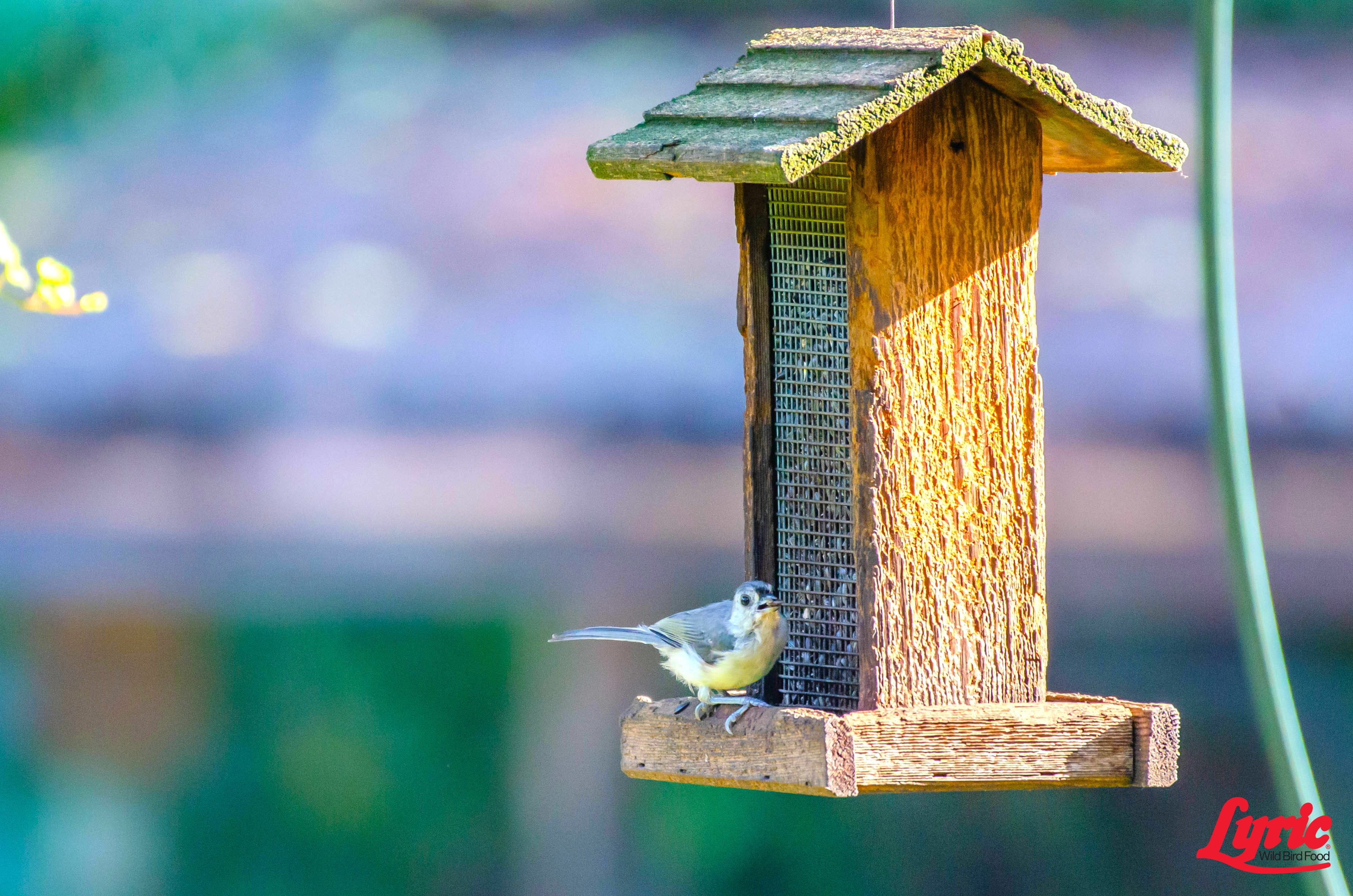 Lyric Black Oil Sunflower Seeds - 5 lb. Bag