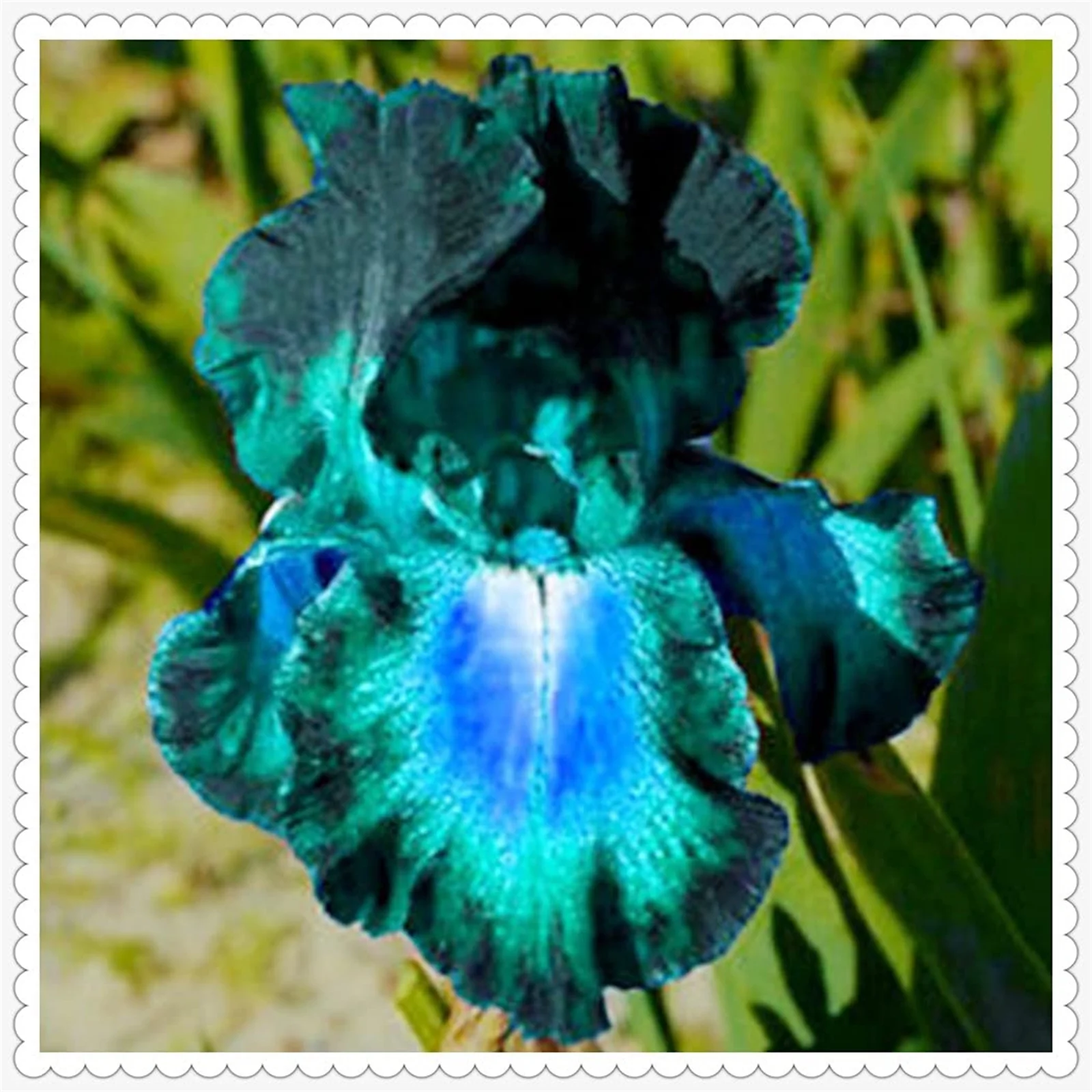 Iris Bulbs, Iris Bulbs For Planting, Iris Plants Bulbs,Iris Rhizomes, Iris Bulbs Perennial Reblooming Bearded, Iris Tubers,Beautify Environment, Cold And Drought Resistant,Easy For Gardeners To Grow,