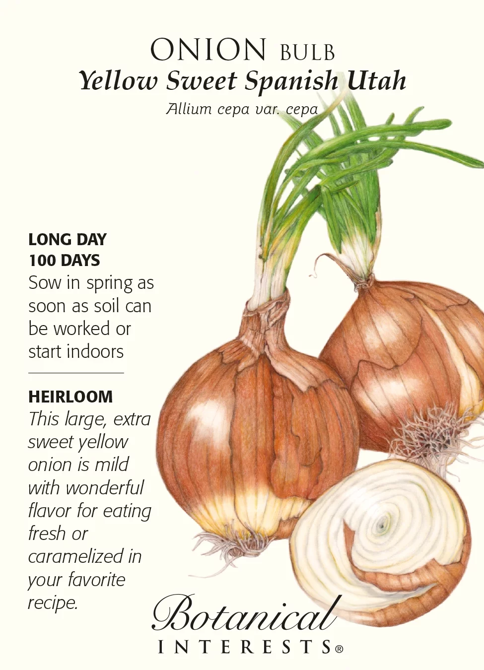 Yellow Sweet Spanish Utah Onion Seeds - 750 mg