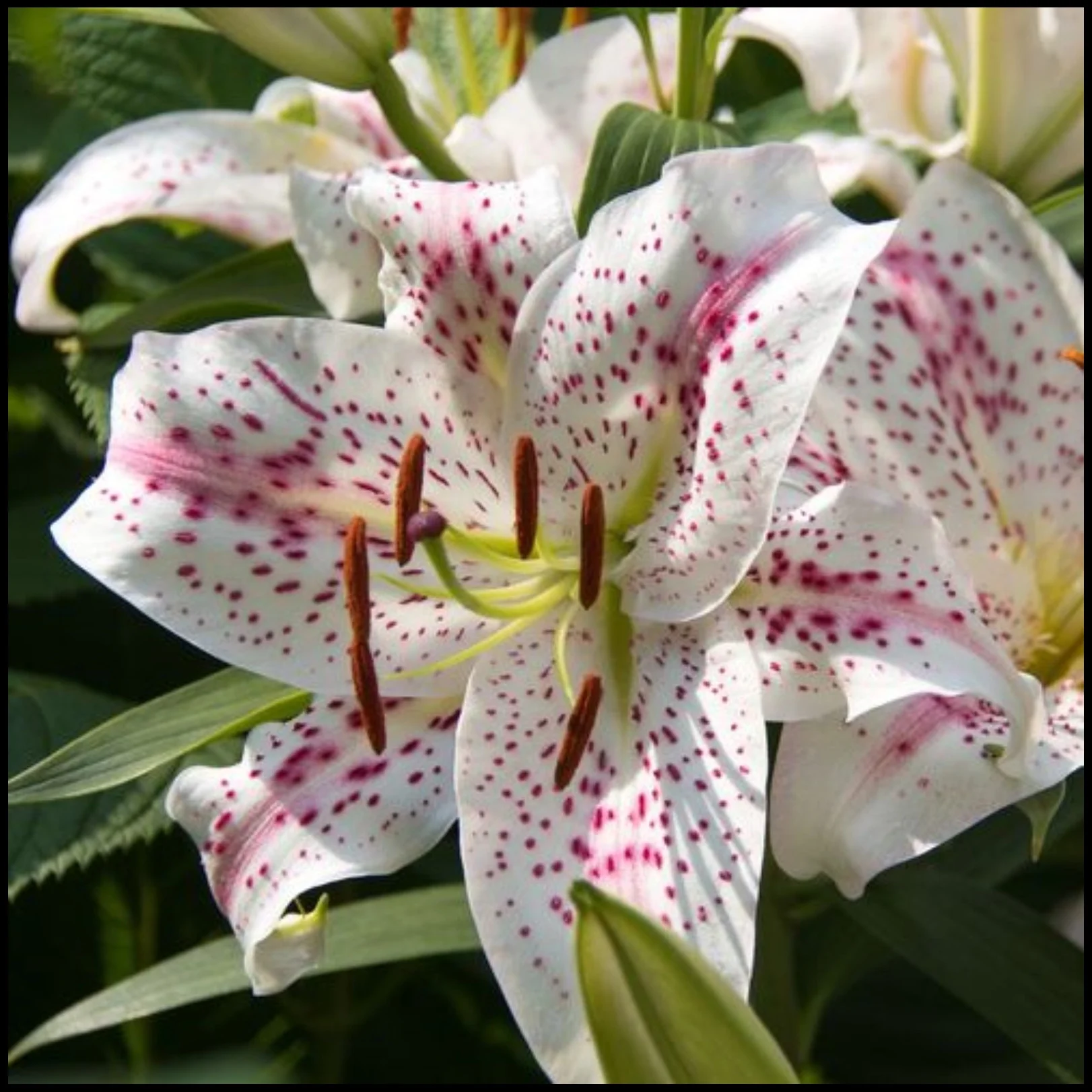 Tiger Lily Bulbs For Planting,Lily Bulbs For Planting Outdoors,Gardening Treasures,Lily Bulbs Perennial,Surprise Lily Bulbs,Iridescent,Stargazer Lily Bulbs.
