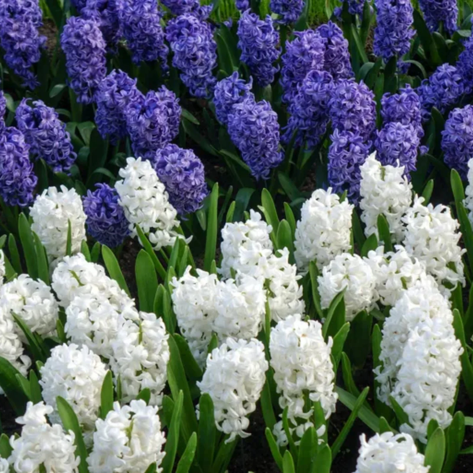 Hyacinth Bulbs For Planting,Beautify Environment,Iridescent,Hyacinth Bulbs,Hyacinth Muscari Bulbs,Hyacinth Flowers,Hyacinth Plants,Hyacinth Bulbs For Sale.