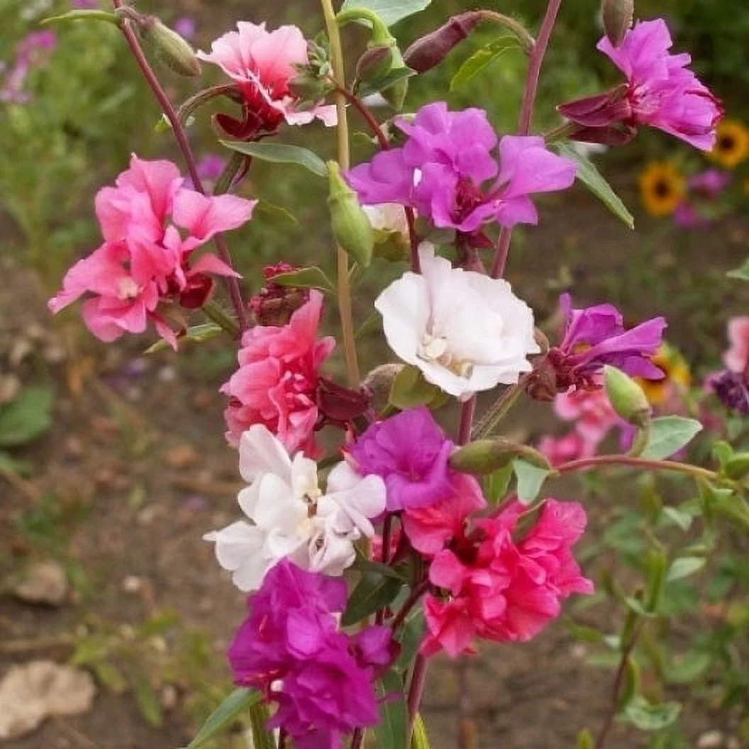 Clarkia Seeds - Mixed - 1/4 Pound - Pink/Purple/White Flower Seeds,  Heirloom Seed  Attracts Bees, Attracts Butterflies, Attracts Hummingbirds, Attracts Pollinators, Easy to Grow & Maintain