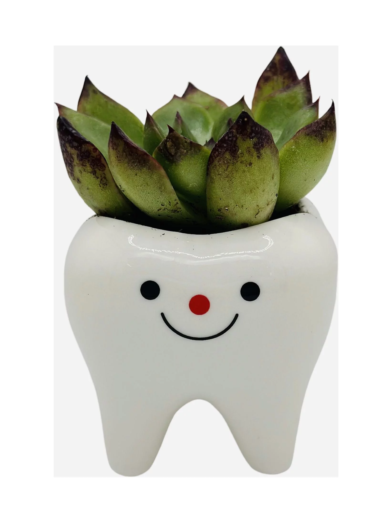 CZ Grain 1 Pot | 3 Inch | Small Succulent Ceramic Teeth Pot, Cute Home and Office Decor (Happy Face)