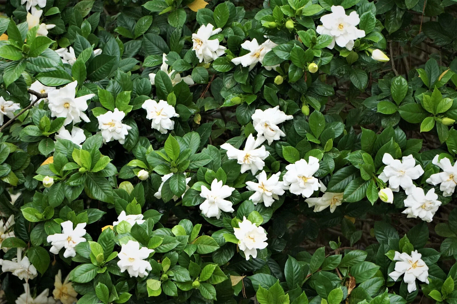 50 GARDENIA / CAPE JASMINE Jasminoides Fragrant White Shrub Flower Seeds *FlatSH
