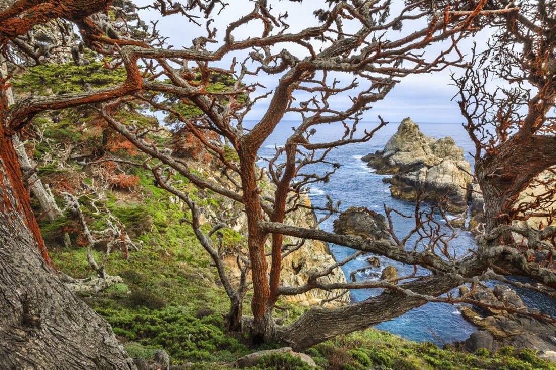 The Abstract And Twisted Lines Of Cypress Branches In Point Lobos State Reserve Near Monterey, CA, Unframed Photographic Print Wall Art by Jay Goodrich Sold by Art.Com