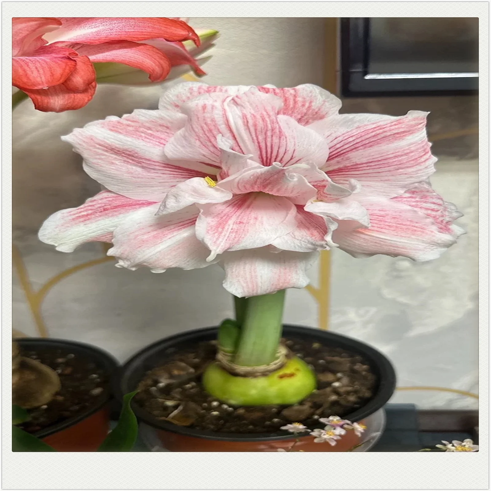 Amaryllis bulbs for plant, Amaryllis bulbs plant, hardy perennial bulbous flower, grows well in gardens and pots, holiday gift