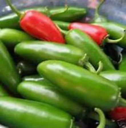 Clovers Garden Mild Jalapeno Pepper Plant - Two (2) Live Plants – Not Seeds – in 3.5 Inch Pots