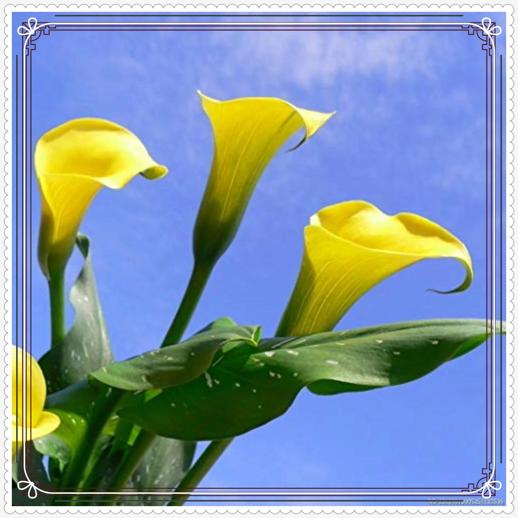 Calla Lily Bulbs Calla Lily Bulbs For Planting Calla Lily Plants Calla Lily Bulbs For Sale Simple Planting