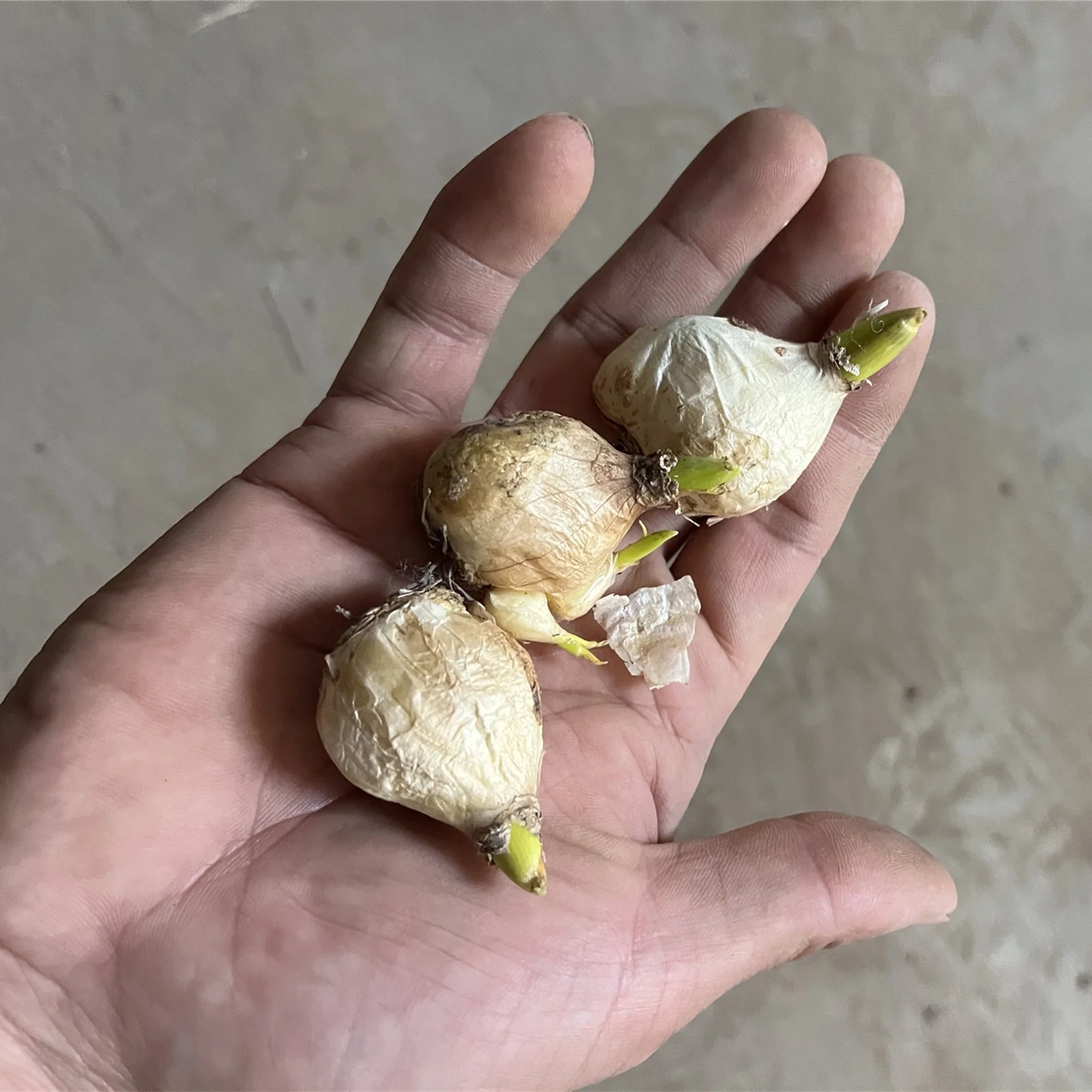 Grape Hyacinth Bulbs, Perennials, Seasonal Flowers,Balcony, Garden, Ornamental,Bulbs, Grape Hyacinth Bulbs For Sale