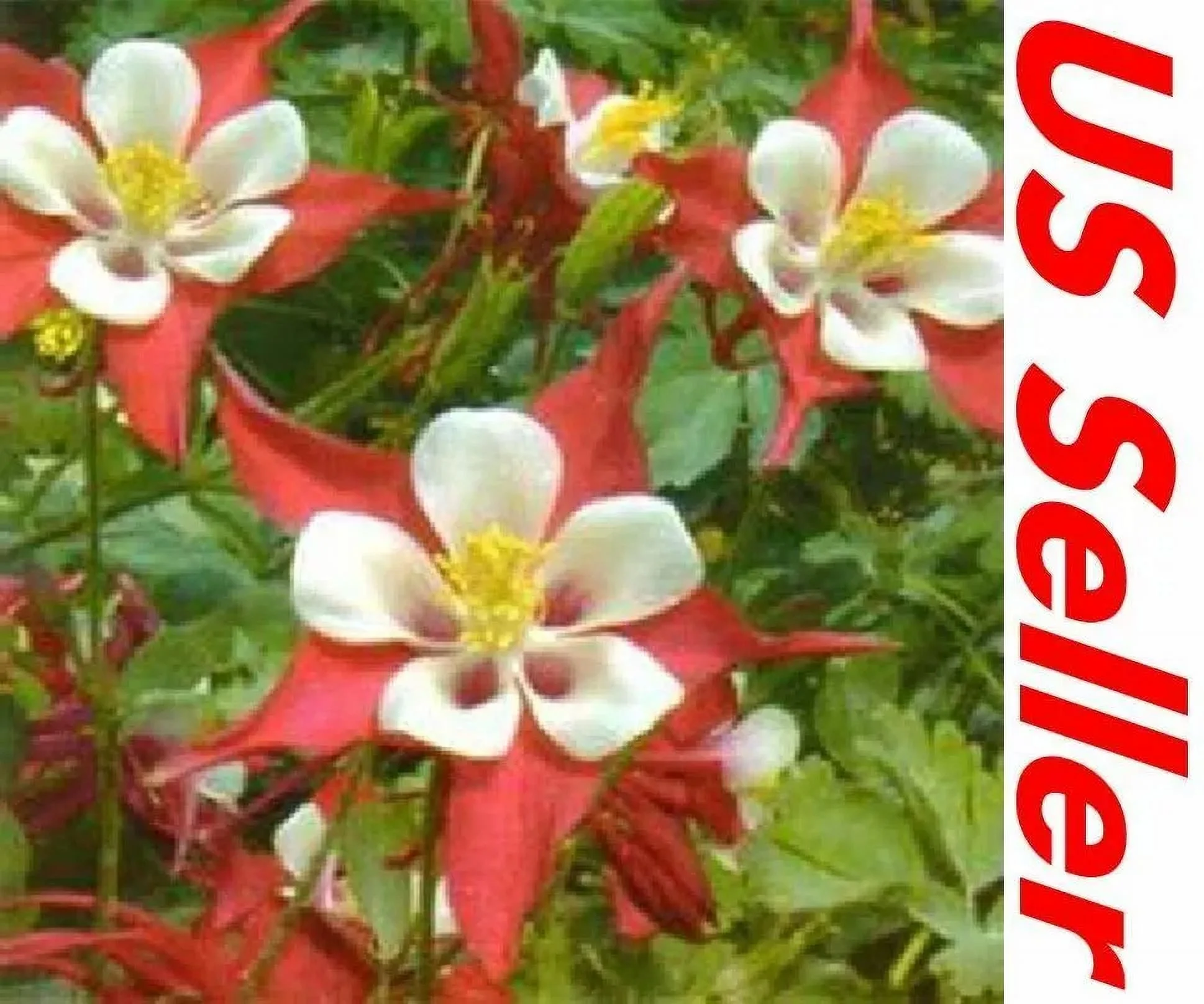 100 Seeds Columbine Seeds G40.5, Crimson Star Seeds