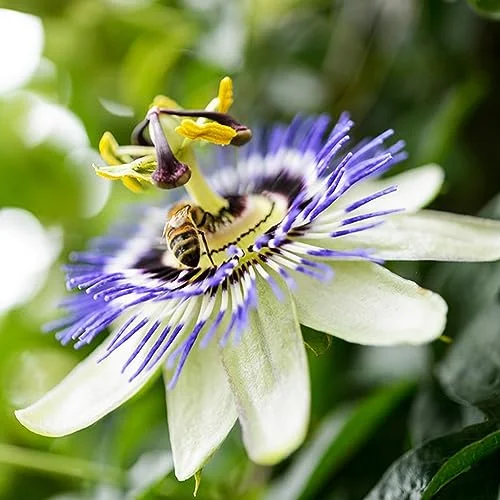 10PCS Passion Flower Seeds for Planting Passiflora Vine Perennial Fruit Seeds East to Grow Heirloom & Open Pollinated for Home Garden by YEGAOL Garden