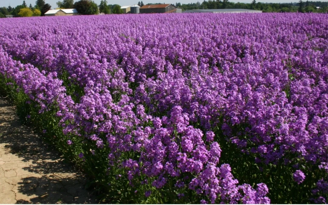 500 Seeds Dame's Rocket Seeds - Violet -Perennial - Free Shipping