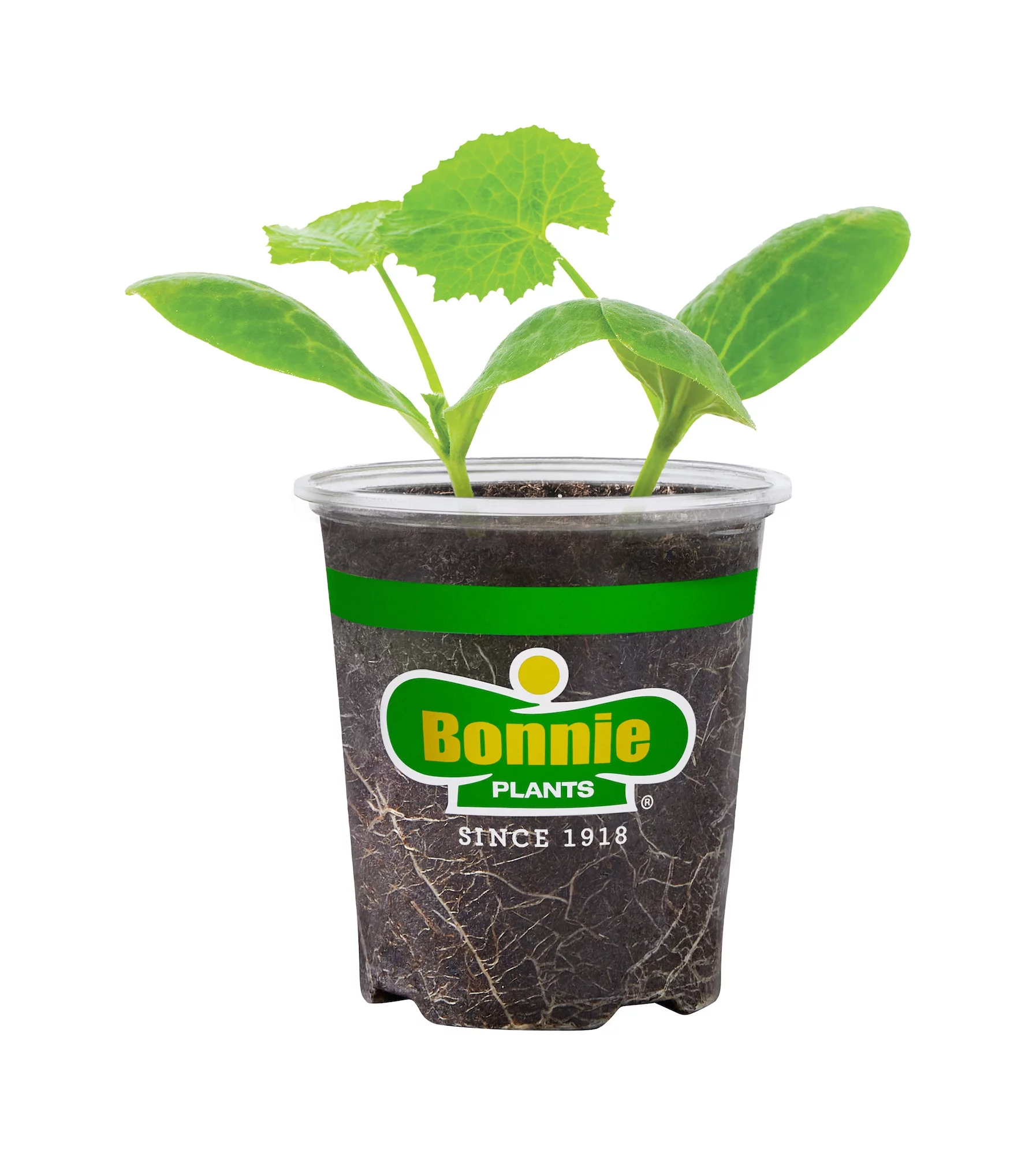 Bonnie Plants Spaghetti Squash 19.3 oz.