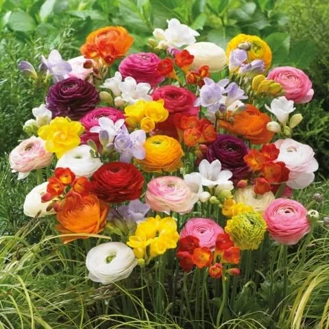 Grand Freesia & Ranunculus Flower Bulbs - Set of 22 Ranunculus & Freesia Flower Bulb Mix