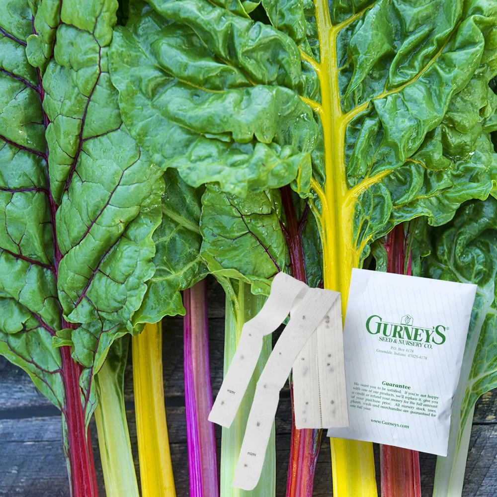 Bright Lights Chard - 2 seed tapes measuring 7.5 feet long each