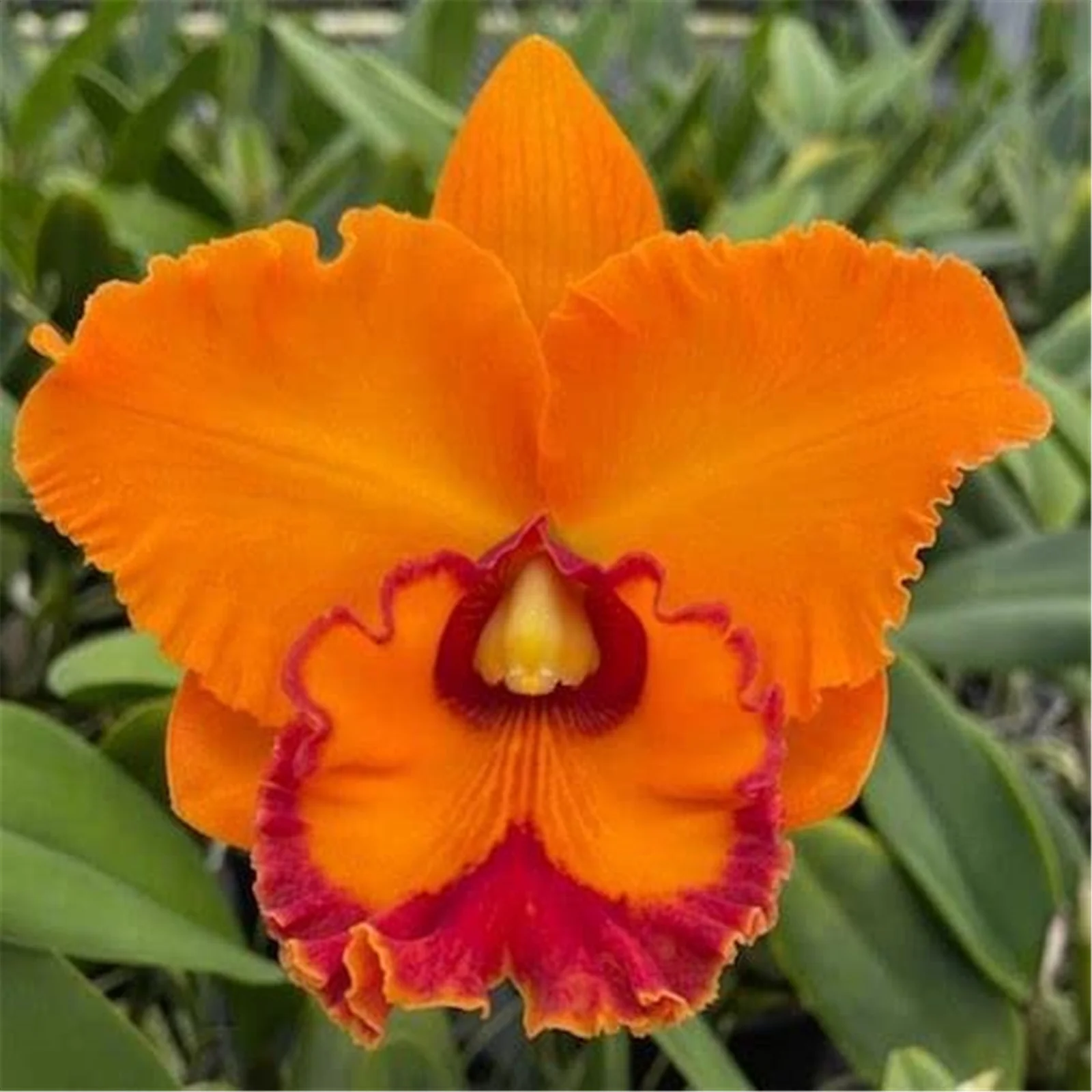 Cymbidium Bulbs, Gardeners Can Plant Easily,Cymbidium Plants Live In Bloom, Cymbidium Bulbs For Planting,Cymbidium Plants Outdoor,Natural Large Indoor Plants,Cymbidium Plants,Cold And Drought Tolerant